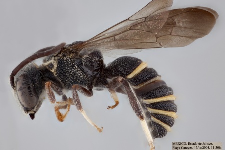 [Eulonchopria punctatissima male (lateral/side view) thumbnail]